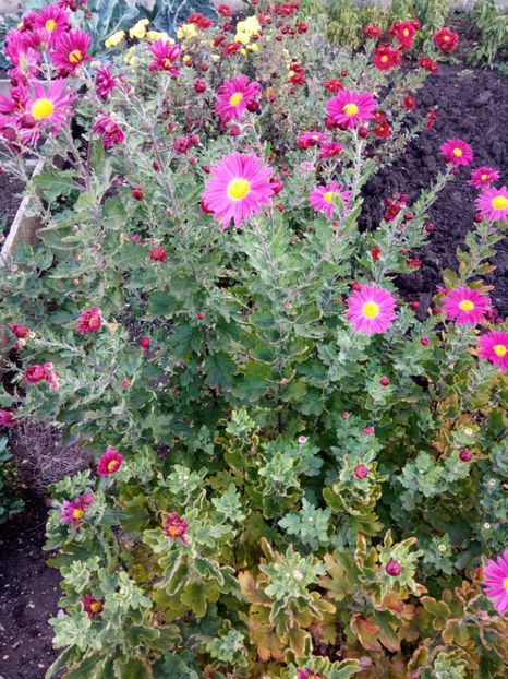  - Flori de gradina 2017