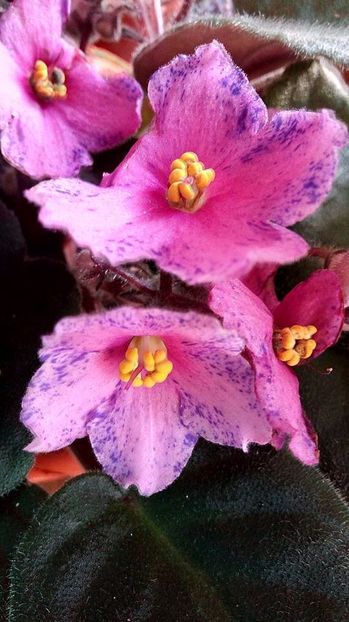  - ZZZ_Humako Carnaval