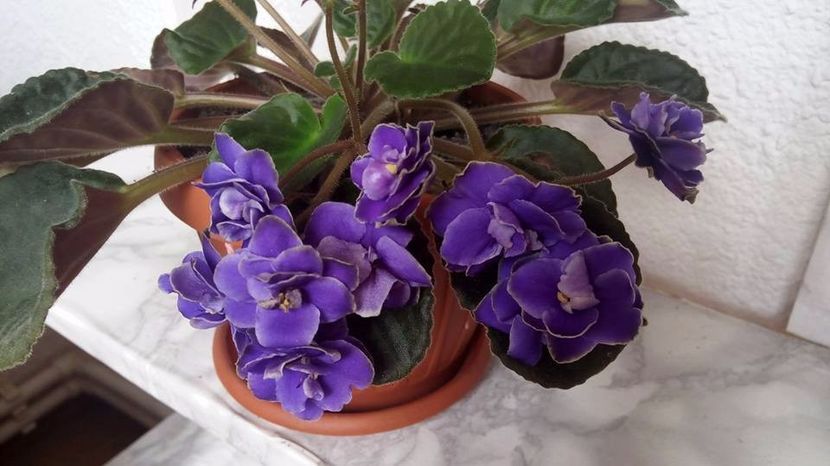 2017 - ZZZ_Optimara Crater out