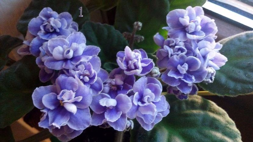  - Z____Blue Wave out