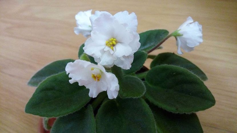 iulie 2017 - Alan s White Feather