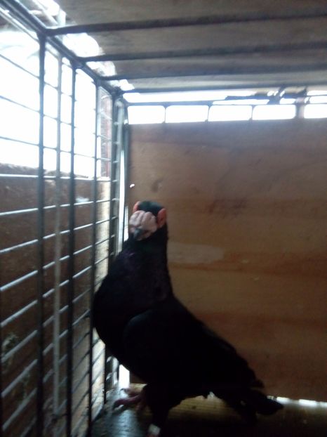 Vândută - Indian german 2017