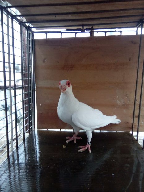 Vândută - Indian german 2017