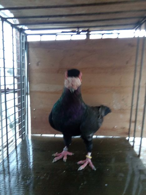 M 2014 vândut - Indian german 2017