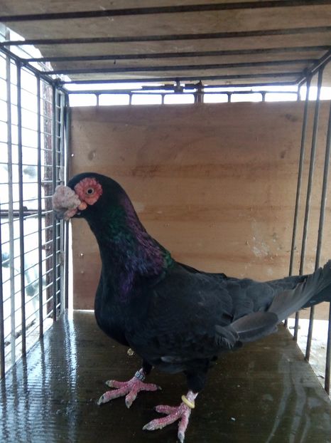 m 2014 - Indian german 2017