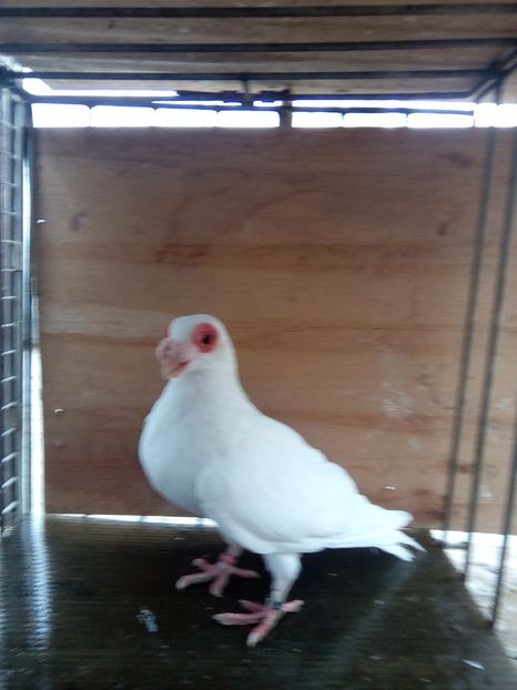 Vândută - Indian german 2017