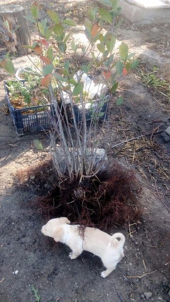  - Arbusti ornamentali fructiferi - Aronia melanocarpa nero Scorus negru