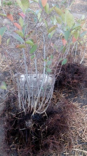  - Arbusti ornamentali fructiferi - Aronia melanocarpa nero Scorus negru