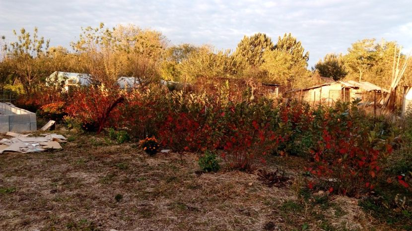  - Arbusti ornamentali fructiferi - Aronia melanocarpa nero Scorus negru