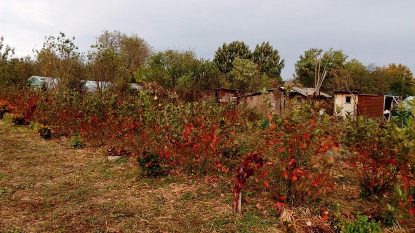  - Arbusti ornamentali fructiferi - Aronia melanocarpa nero Scorus negru
