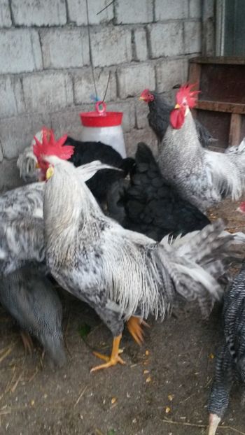  - ITALIENE CREELE-BARATE 2017 si rezultatul