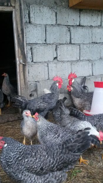  - ITALIENE CREELE-BARATE 2017 si rezultatul