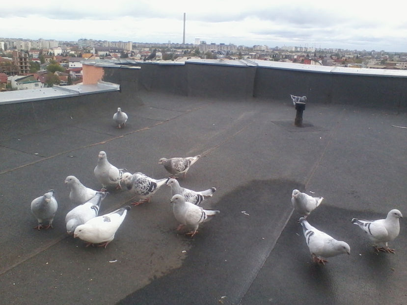 2017-10-28 16.14.31 - PORUMBEI LA ZBOR