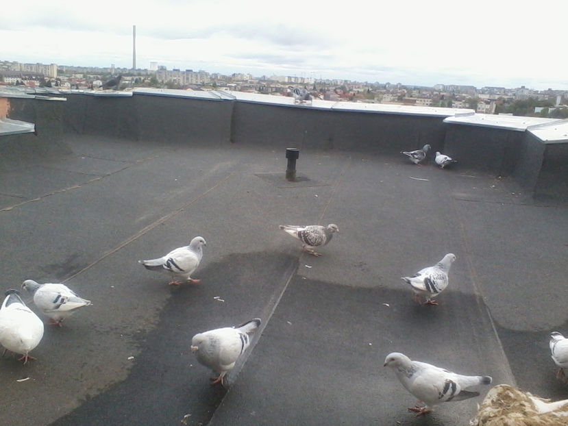 2017-10-28 16.14.45 - PORUMBEI LA ZBOR