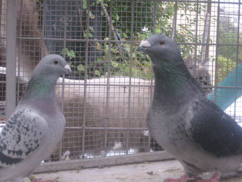  - VOIAJORI STANDARD VINDUTI