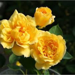 Ch-ching - Achizitii clematite ro