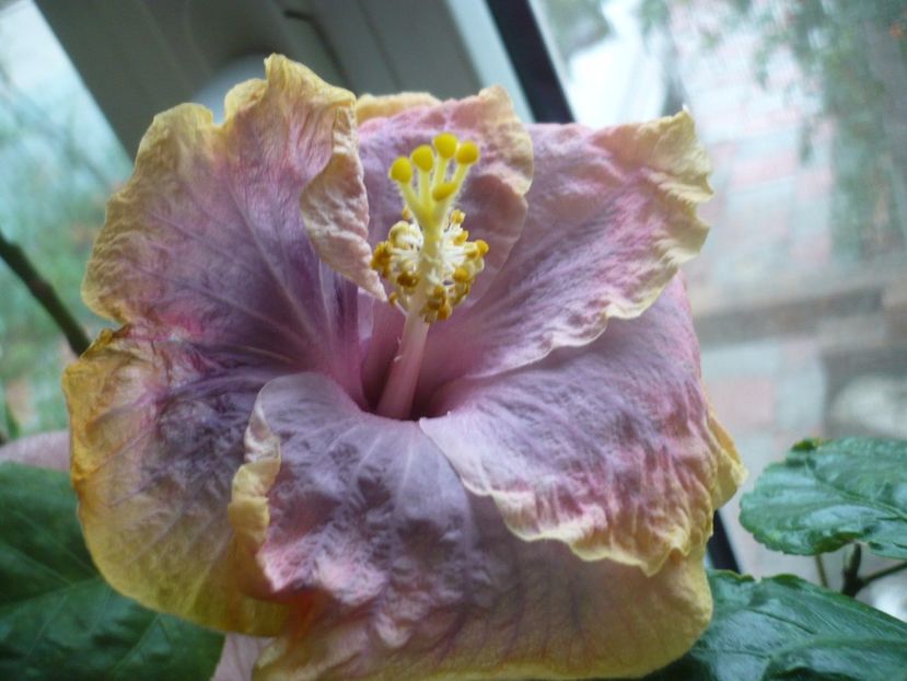 P1350308 - HIBISCUSI 2017-4