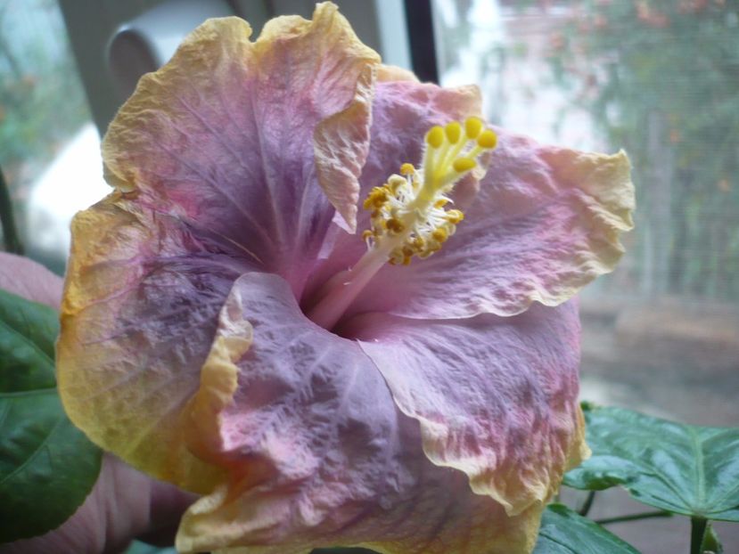 P1350309 - HIBISCUSI 2017-4