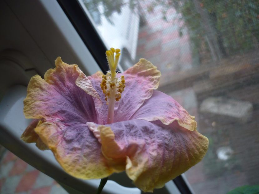 P1350311 - HIBISCUSI 2017-4