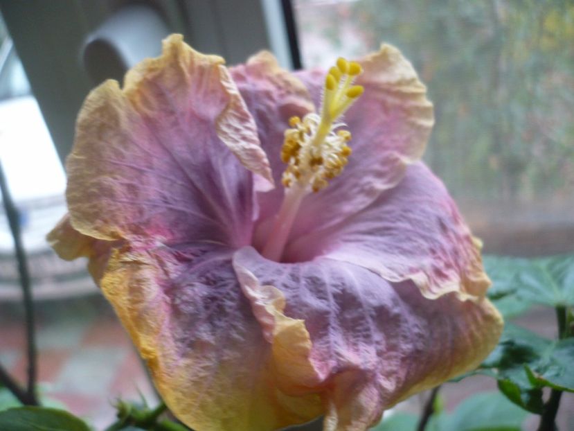 P1350313 - HIBISCUSI 2017-4