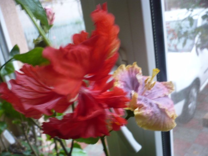 P1350314 - HIBISCUSI 2017-4