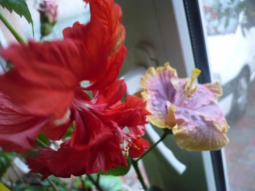 P1350315 - HIBISCUSI 2017-4