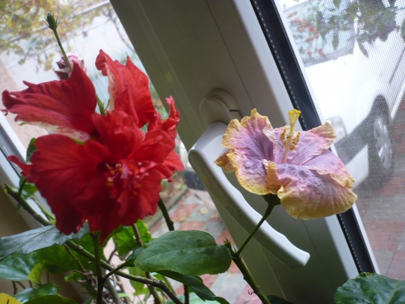 P1350316 - HIBISCUSI 2017-4