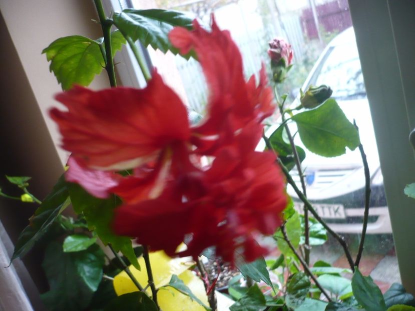 P1350318 - HIBISCUSI 2017-4