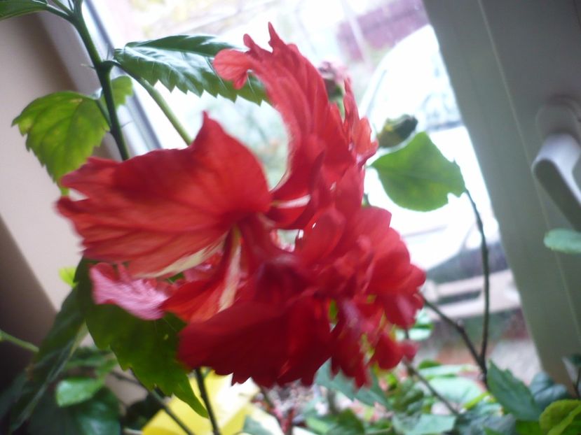 P1350319 - HIBISCUSI 2017-4