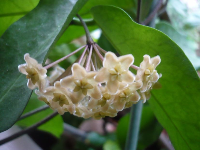 28.10.2017 - HOYA 2017