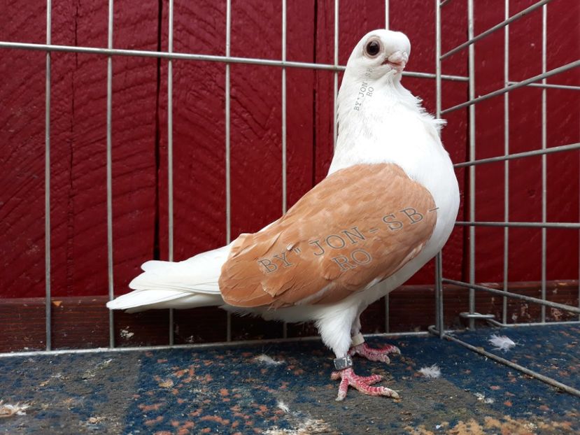 BULGARIAN OWL - A--PICTURES OF MY PIGEON BREEDS