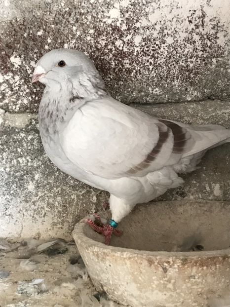 92E30C7B-983C-4CC6-A6DA-715808BC8051 - Porumbei standard