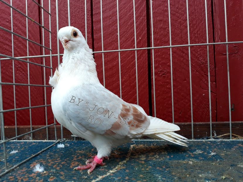 KABAK - A--PICTURES OF MY PIGEON BREEDS