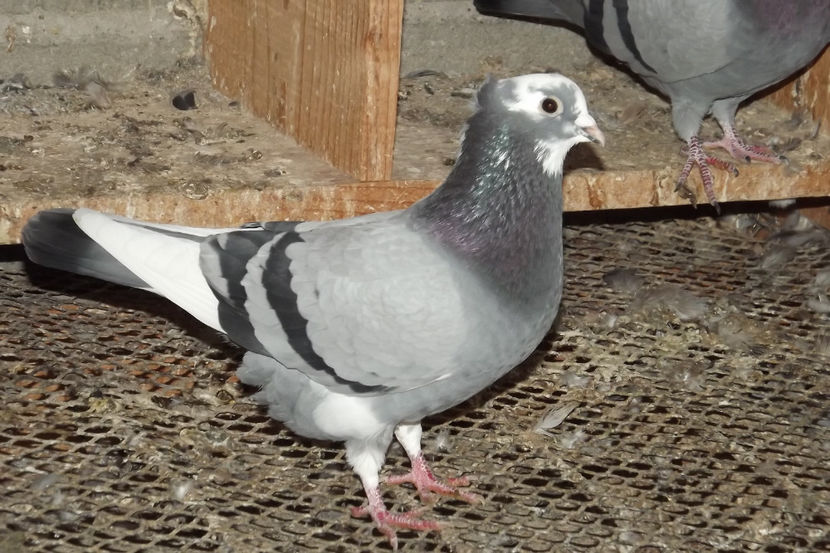  - Zburatori de Beograd