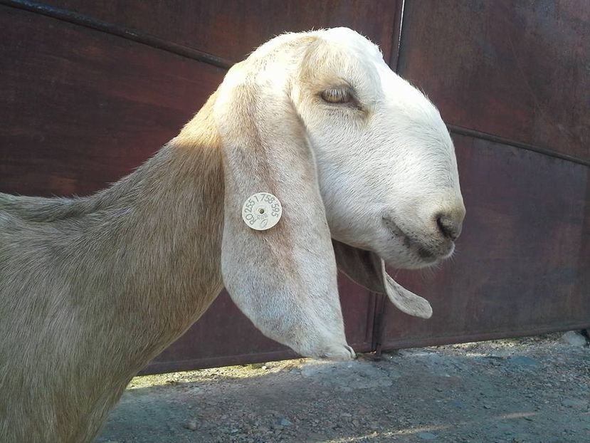  - Anglo nubienele mele 2017 - 2018