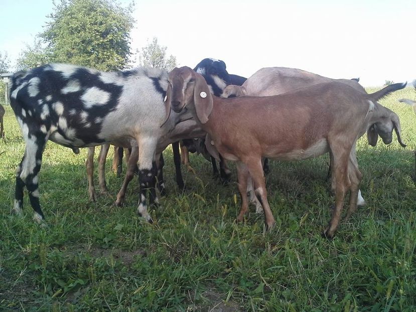  - Anglo nubienele mele 2017 - 2018