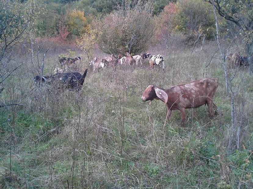  - Anglo nubienele mele 2017 - 2018