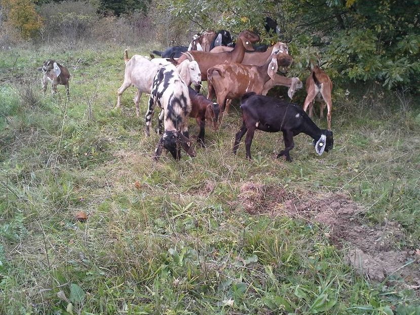  - Anglo nubienele mele 2017 - 2018