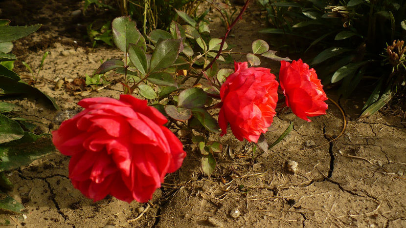 P1290275 - Thank you!