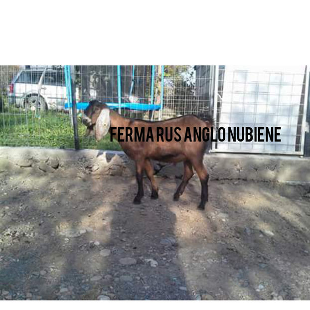 CollageMaker_20171028_194843610 - Bugatti