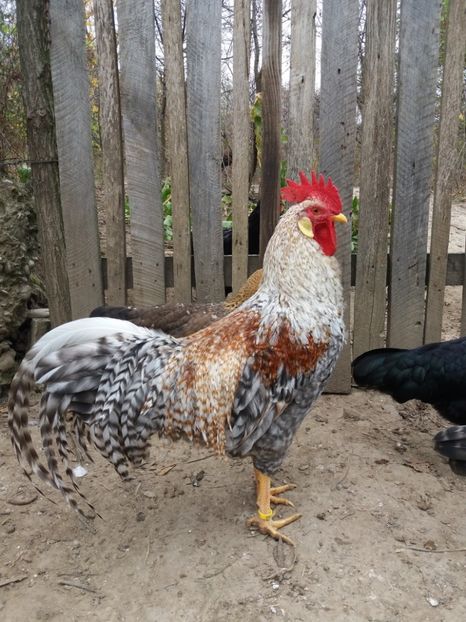  - proiect italiene crele