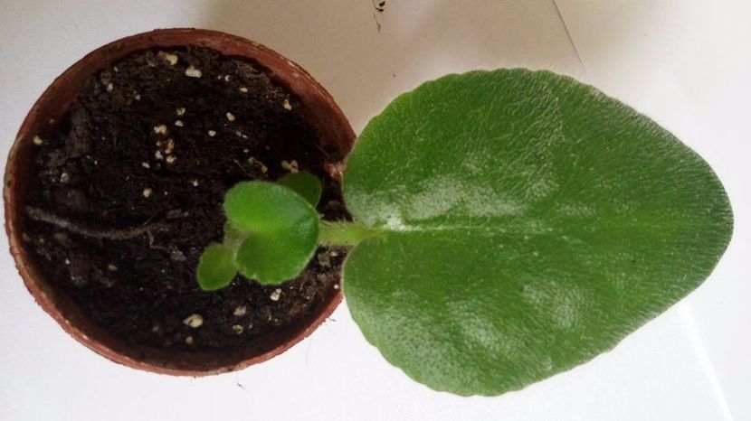 28.10.2017 - RS Chary