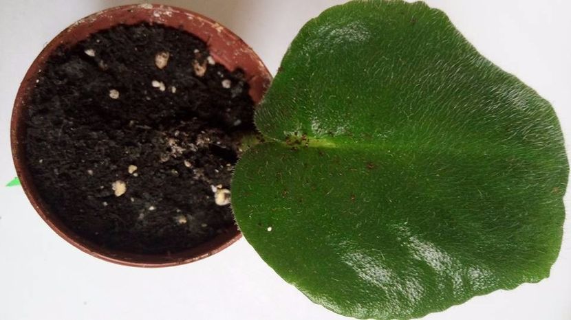  - Zzz_out LE Anzhela Devis