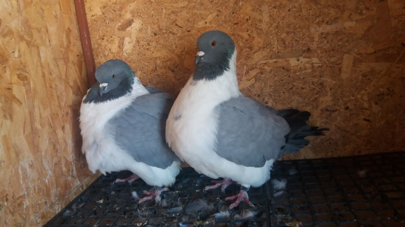 20171020_150852[1] - DE VANZARE OCTOMBRIE 2017