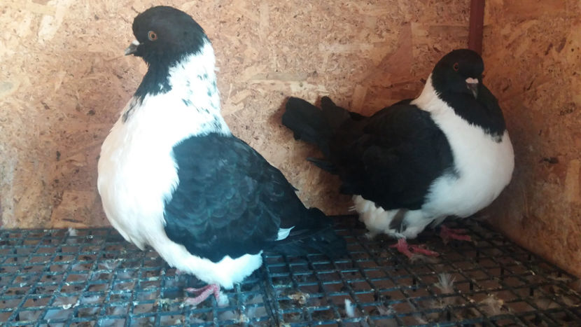 20171020_151859[1] - DE VANZARE OCTOMBRIE 2017