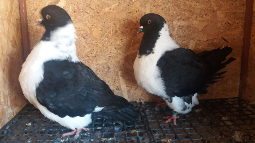 20171020_151906[1] - DE VANZARE OCTOMBRIE 2017