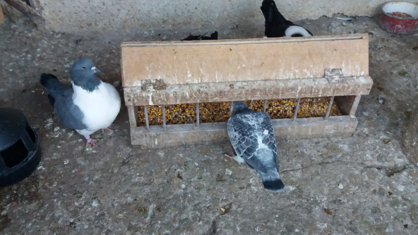 20171021_082844[1] - DE VANZARE OCTOMBRIE 2017