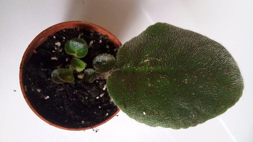 28.10.2017 - ZZZ_AE Armageddon