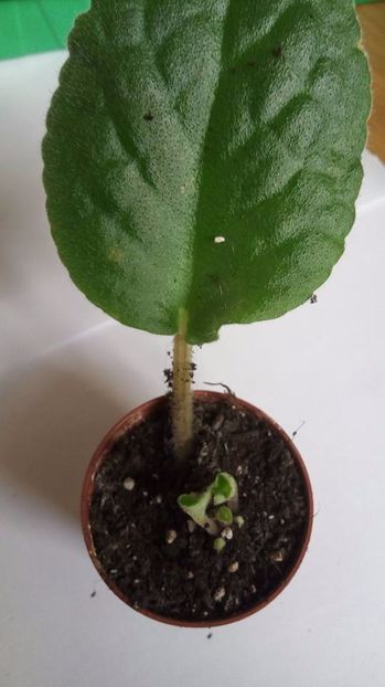 28.10.2017 - ZZZ___Ian Menuet