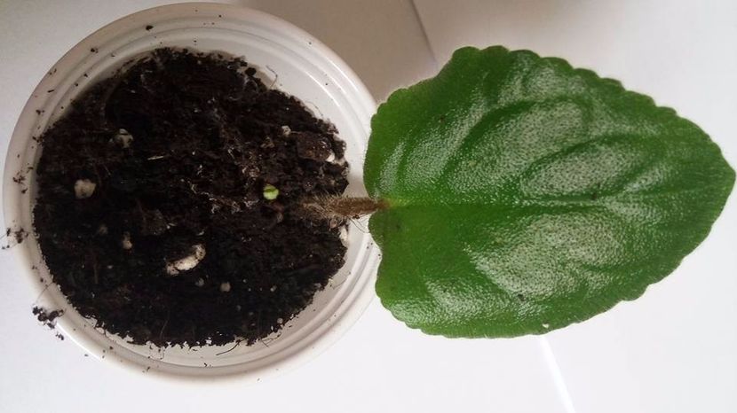 28.10.2017 - LE Flamenko